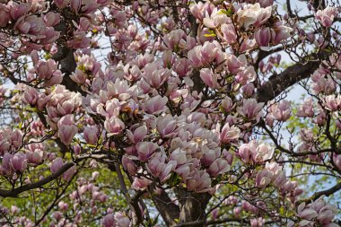 Manolya Ağacı Çiçekleniyor İlkbaharda çiçek başları