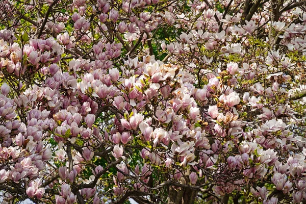 Manolya Ağacı Çiçekleniyor İlkbaharda çiçek başları