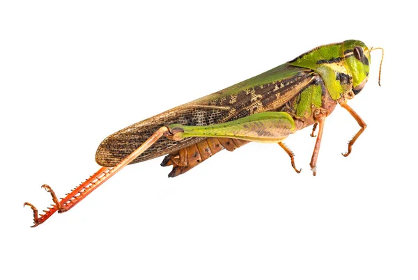 Grasshopper Geïsoleerde Witte Achtergrond Close Van Insecten — Stockfoto