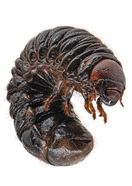 Scarab Böcek Grub Makrofotoğrafçılığı, böceğe yakın çekim