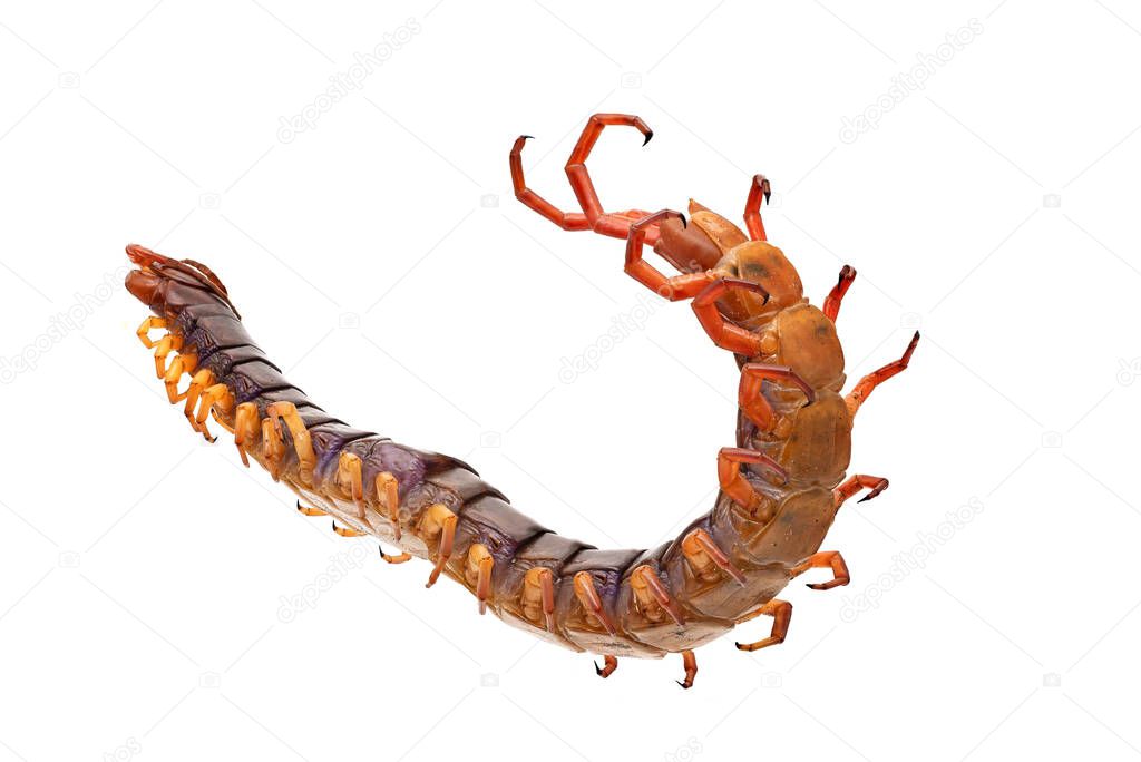 Poisonous Centipede Macrophotography, close up of dangerous animal with white background