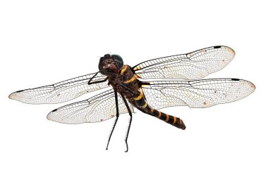 Dragonfly Isolated on White, close up of insect