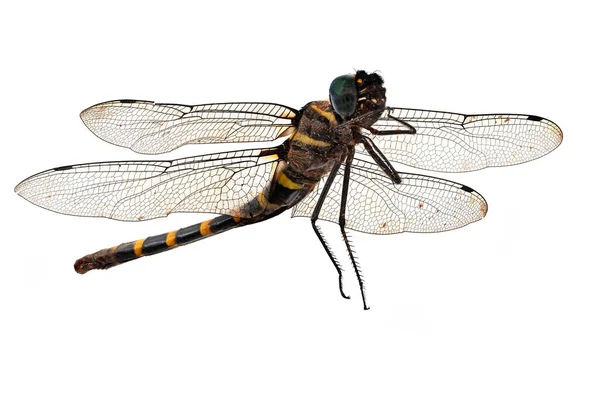 Dragonfly Isolerad Vitt Närbild Insekt — Stockfoto