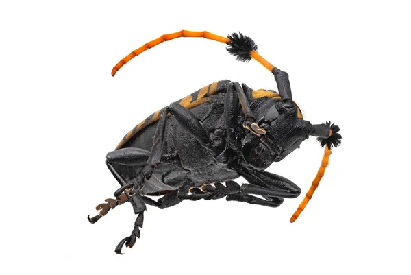 Longhorn Beetle Close Aziatisch Insect Geïsoleerd Met Witte Achtergrond — Stockfoto