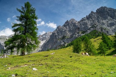Dachstein Dağları, yazın Avrupa Alpleri manzarası