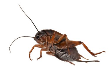 Çekirge Makrofotoğrafçılığı, beyaz arkaplan ile izole edilmiş böceğe yakın çekim