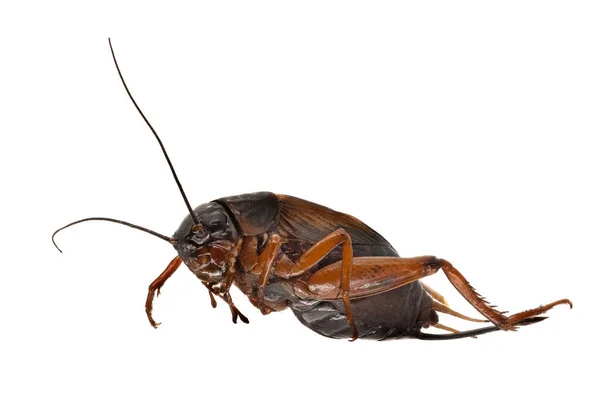 Cricket Makrofotografie Nahaufnahme Von Isolierten Insekten Mit Weißem Hintergrund — Stockfoto