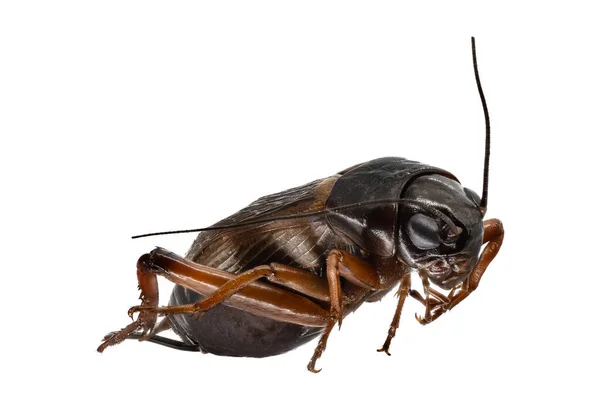 Cricket Makrofotografi Närbild Insekt Isolerad Med Vit Bakgrund — Stockfoto