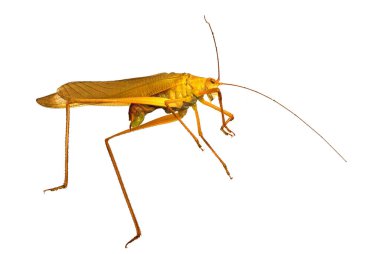 Çekirge beyazda izole edildi, böceğe çok yakın.