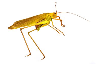 Çekirge beyazda izole edildi, böceğe çok yakın.