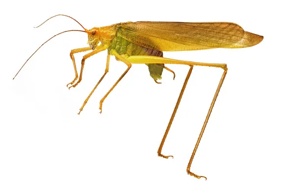 Grasshopper Απομονώθηκε Λευκό Ακραία Κοντά Του Εντόμου — Φωτογραφία Αρχείου