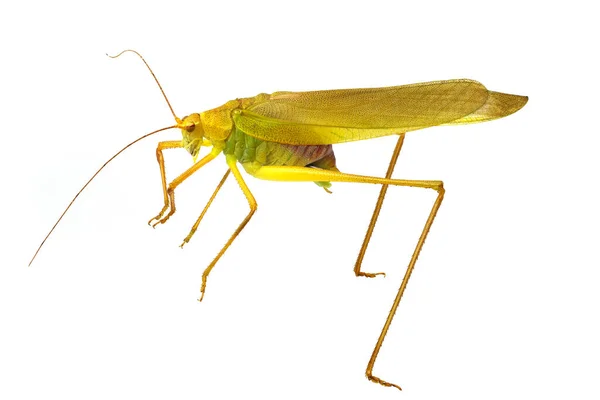 Grasshopper Απομονώθηκε Λευκό Ακραία Κοντά Του Εντόμου — Φωτογραφία Αρχείου