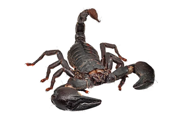 蝎子在白色上被隔离 接近有毒动物 — 图库照片