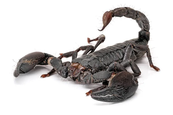 Skorpionen Isolerad Vitt Närbild Giftiga Djur — Stockfoto