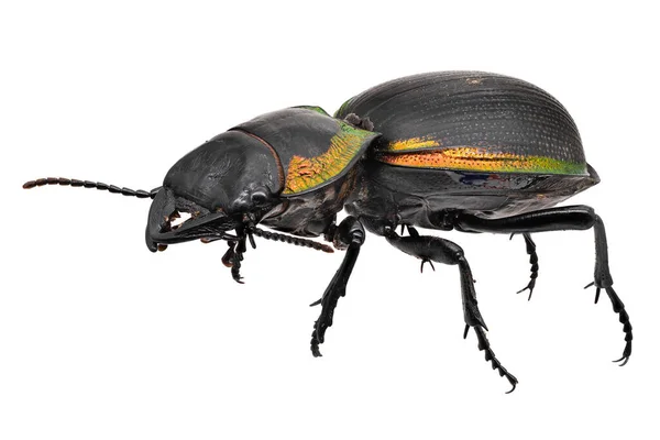 Yer Böceği Makrofotoğrafçılığı Beyaz Arka Planda Izole Edilmiş Böcek — Stok fotoğraf