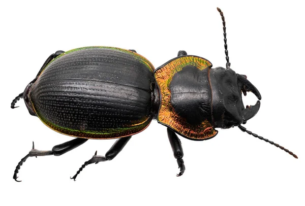 Macrofotografía Escarabajo Terrestre Insecto Aislado Sobre Fondo Blanco — Foto de Stock