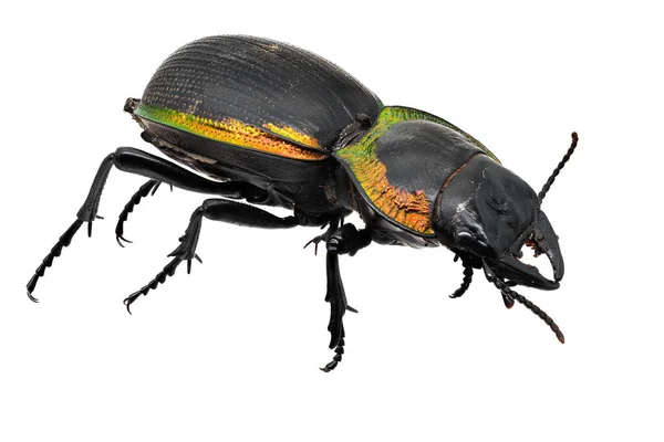 Macrofotografía Escarabajo Terrestre Insecto Aislado Sobre Fondo Blanco — Foto de Stock