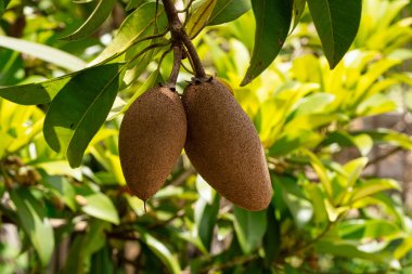 Sapodilla Ağacı, ağaçtaki tropikal meyveye yaklaş