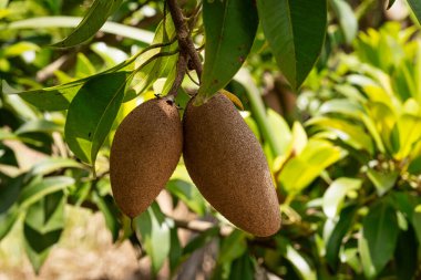 Sapodilla Ağacı, ağaçtaki tropikal meyveye yaklaş