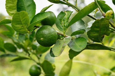 Ağaçta kireç meyvesi, tropikal meyveye yakın.