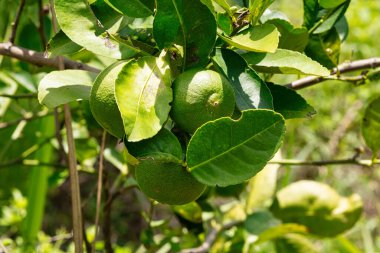 Ağaçta kireç meyvesi, tropikal meyveye yakın.