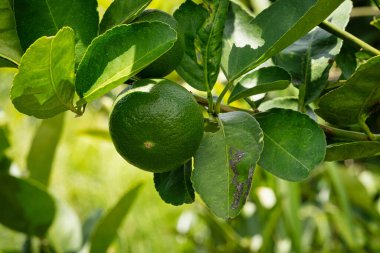 Ağaçta kireç meyvesi, tropikal meyveye yakın.