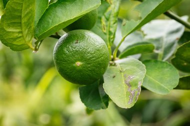 Ağaçta kireç meyvesi, tropikal meyveye yakın.