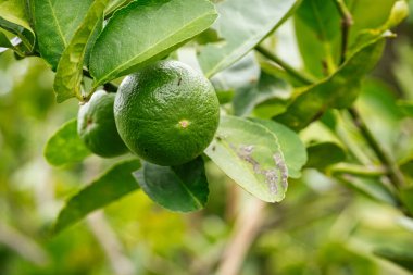 Ağaçta kireç meyvesi, tropikal meyveye yakın.