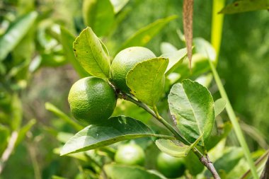 Ağaçta kireç meyvesi, tropikal meyveye yakın.