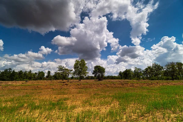 Landschaft Mit Reisfeld Natur Mit Kumuluswolken — Stockfoto