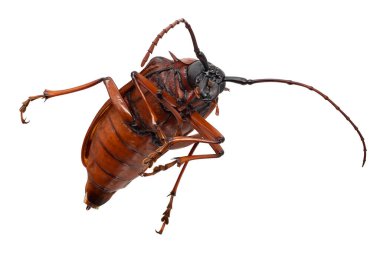 Longhorn Beetle Isolated On White, close up of insect
