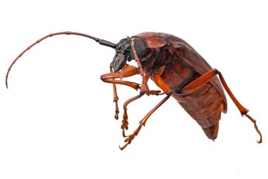 Longhorn Beetle Isolated On White, close up of insect