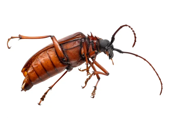 Longhorn Beetle Izolated White Zblízka Hmyz — Stock fotografie