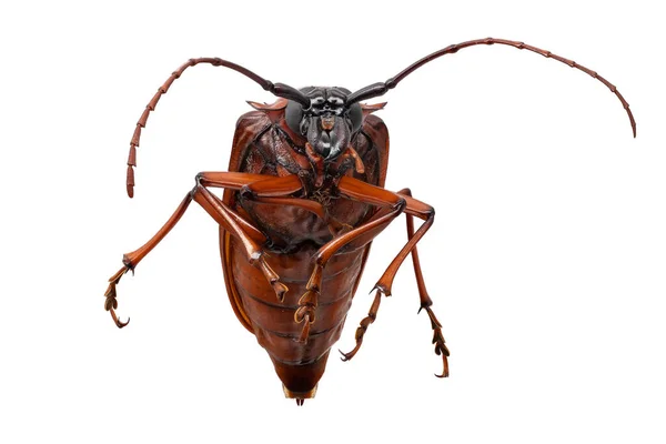 Longhorn Kever Geïsoleerd Wit Close Van Insecten — Stockfoto