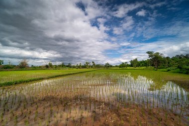 Rice Paddy Yansıma Bulutu, Asyalı kümülüs bulutlu tarım manzarası