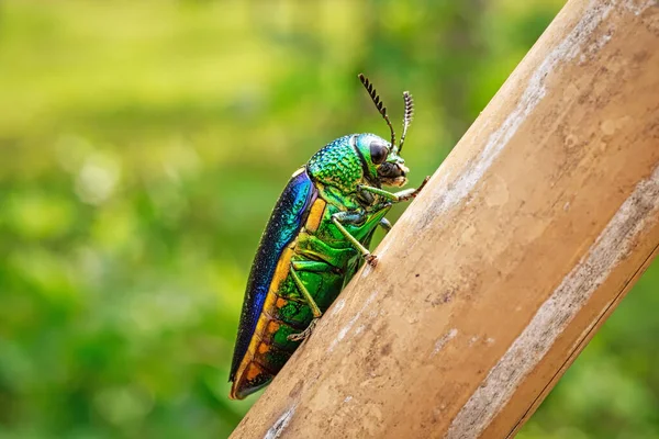 Jewel Beetle Primer Plano Del Insecto Naturaleza — Foto de Stock