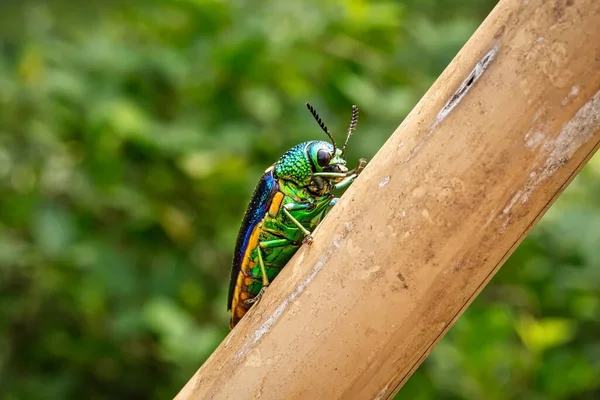 Jewel Beetle Primer Plano Del Insecto Naturaleza — Foto de Stock