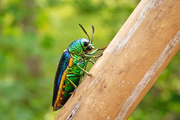 Juvelskalbagge Närbild Insekter Naturen Stockfoto