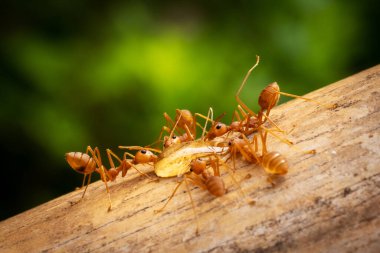 Kırmızı İthal Ateş Karıncası, doğadaki böceği kapat.