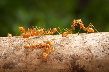 Kırmızı İthal Ateş Karıncası, doğadaki böceği kapat.
