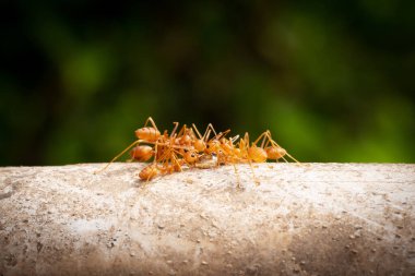 Kırmızı İthal Ateş Karıncası, doğadaki böceği kapat.