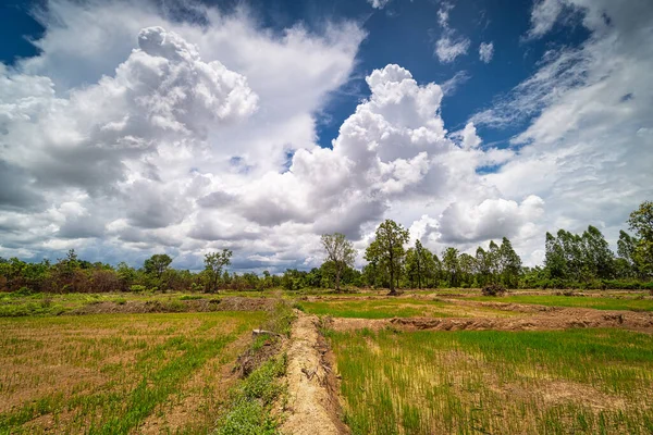 Ricepaddy Landscape Akrikulturfeld Mit Haufenwolken — Stockfoto