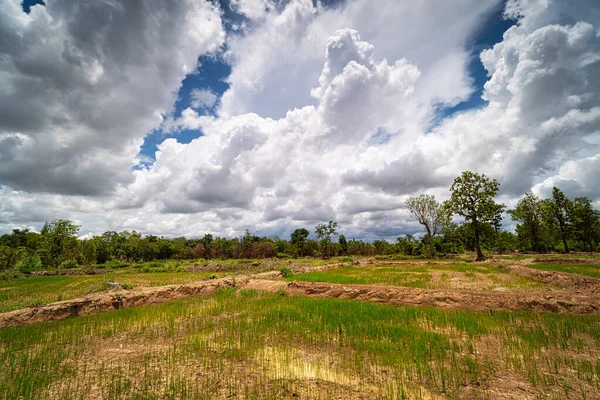 Ricepaddy Landscape Akrikulturfeld Mit Haufenwolken — Stockfoto