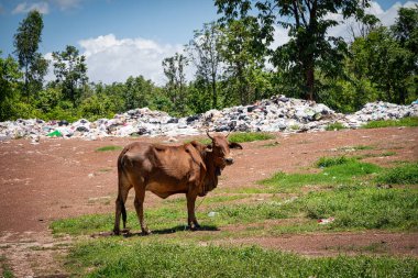 Cow Grrazes on Landfill, sığırlarla dolu çöplük