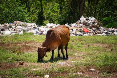 Cow Grrazes on Landfill, sığırlarla dolu çöplük