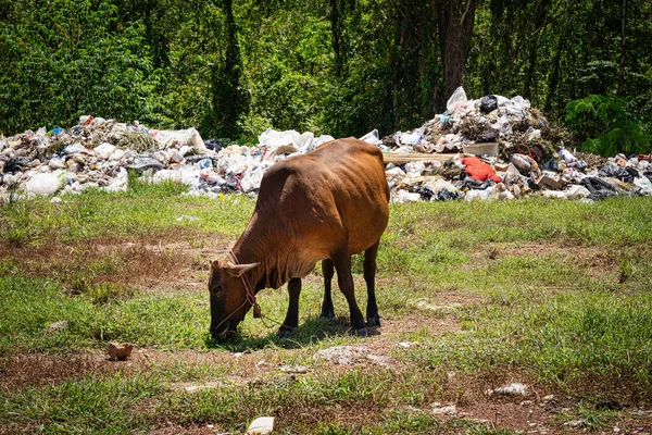 Kuh Weidet Auf Mülldeponie Landschaft Mit Rindern Auf Mülldeponie — Stockfoto