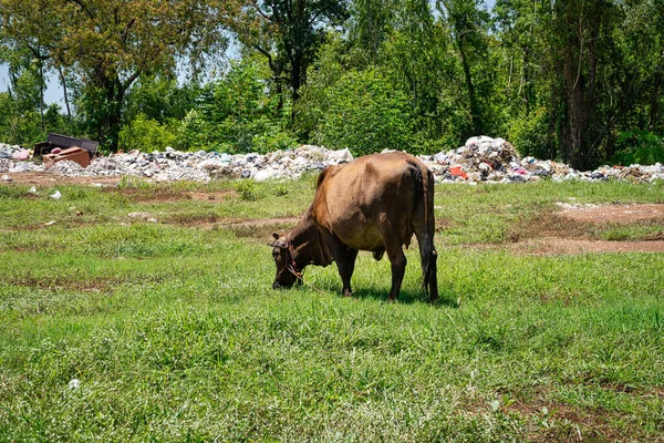 Cow Grazes Landfill Landscape Cattle Garbage Dump — Stock Photo, Image