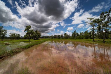 Pirinç tarlası, kümülüs bulutlu tarım arazisi.