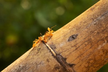Karınca Aşırı Yaklaş, Böcek Doğada