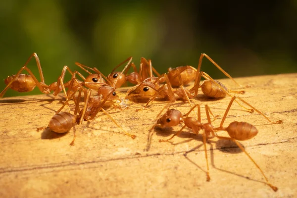 Ant Extreme Close Insect Nature — Stock Photo, Image